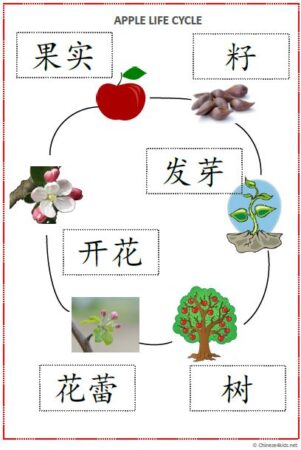 Apple-Theme Chinese Learning Pack - Apple Life Cycle in Chinese #Chinese4kids #Chineselearning #MandarinChinese #Chinesetheme #apple #fall #learningpack #Chineselearningpack #Chineseforkids #Chineselanguage #Chinesevocabulary