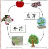 Apple Theme Chinese learning pack for kids learn apple theme in Chinese #Chinese4kids #MandarinChinese #LearnChinese #Appletheme #appleunit #Chineselearningmaterials #Chineselanguage #applelifecycle