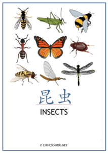 Insects Theme Pack for Kids - learn Chinese about Insects with different learning materials. #Chinese4kids #LearnChinese #ThemedChineseLearning