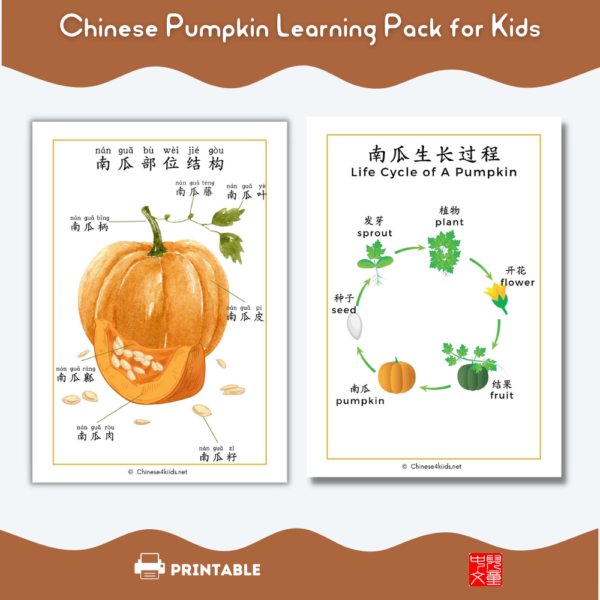 Anatomy of a pumpkin and life cycle of a pumpkin Chinese learning
