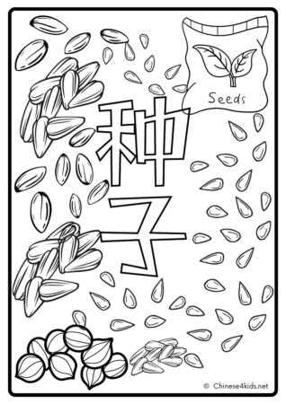 coloring fun seeds #Chinese4kids #learnChinese #gardening #plants
