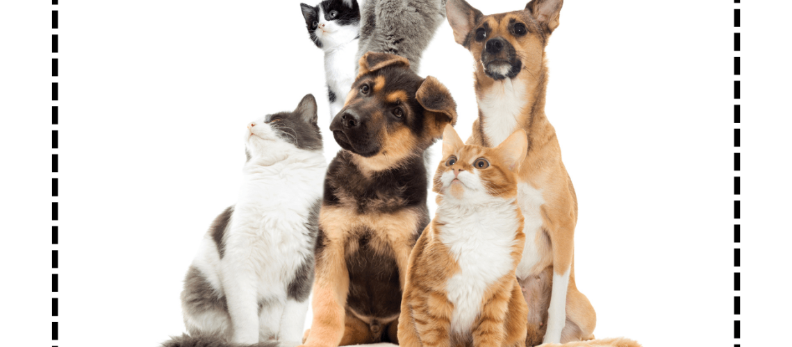 10 - 宠物 -w pinyin