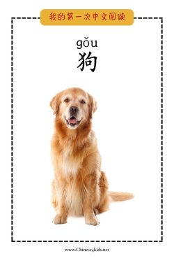 Dog 狗