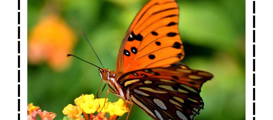 Hello Insect 你好昆虫