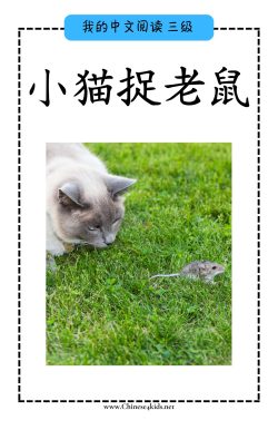 Chinese reading Level C book -小猫捉老鼠