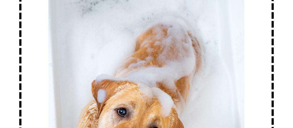 Chinese Reading level C book - 小狗洗澡 Puppy's Bath: