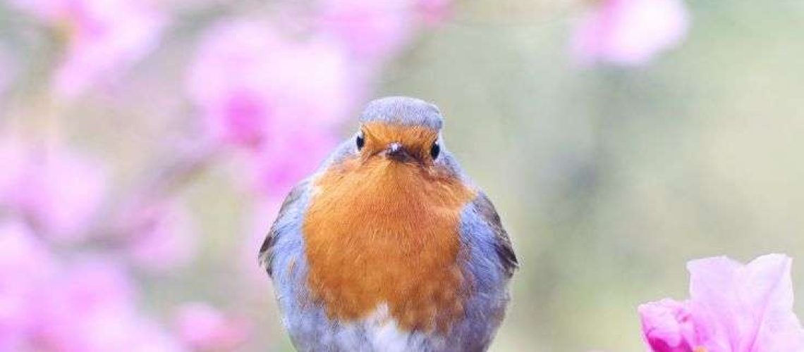 Where is Spring song - 春天在哪里: a children's song for kids to learn about and during Spring time.